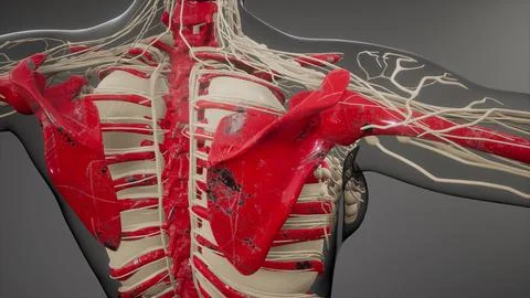 Transparent Human Body with Visible Bones Stock Illustration