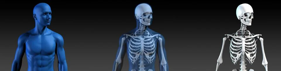 Transparent Human with Bone Structure Illustrazione stock