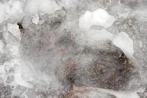 Transparent Ice in Winter Фото