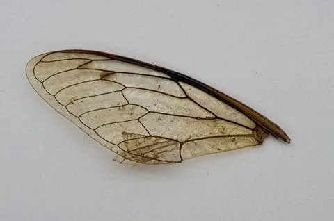 Transparent insect wing on a white background Stock Photos