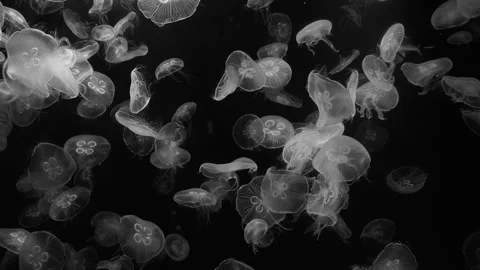 Transparent jellyfish displaying delicate bell shapes Stock Footage 341680060