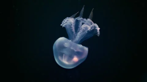 Transparent jellyfish floating in dark blue water, mesmerizing 4K slow motion Stock Footage 335488296