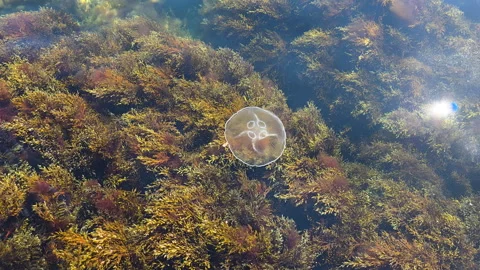 Transparent jellyfish gently pulsating through sunlit clear ocean water 스톡 동영상 335272567