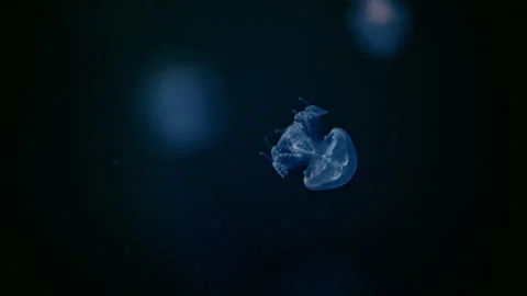 Transparent jellyfish glowing in deep sea darkness, cinematic underwater 4K Stock Footage 335488014