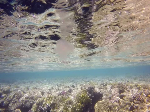 Transparent jellyfish on the surface Stock Footage 73562265