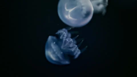 Transparent jellyfish swimming gracefully in dark ocean water, relaxing 4K slow Stock Footage 335488564