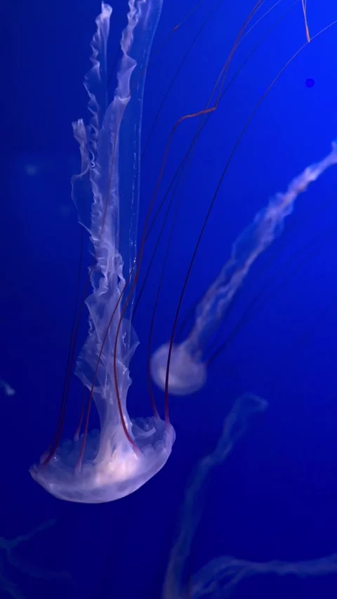 Transparent jellyfish with tentacles in an aquarium. Stock Footage 299953302
