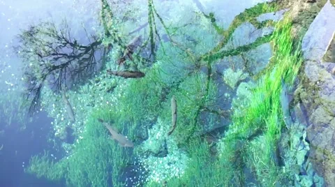 Transparent lake with tree reflection Stock Footage 47861724