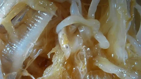 A transparent larva crawls between roots of plant Stockbeeldmateriaal 77010384