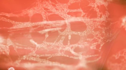 A transparent larva under the microscope,with internal organs,like an alien Stock Footage 83733912