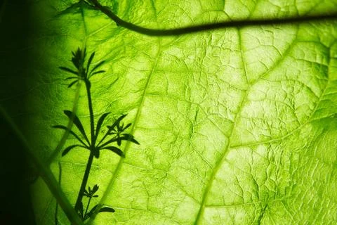 Transparent leaf of with grass shadows. Stock Photos
