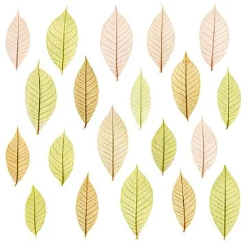 Transparent leaf Foto stock