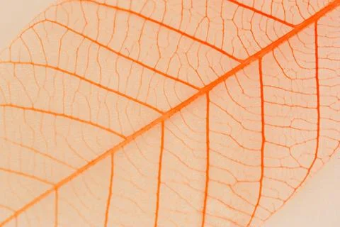 A transparent leaf. Stock Photos