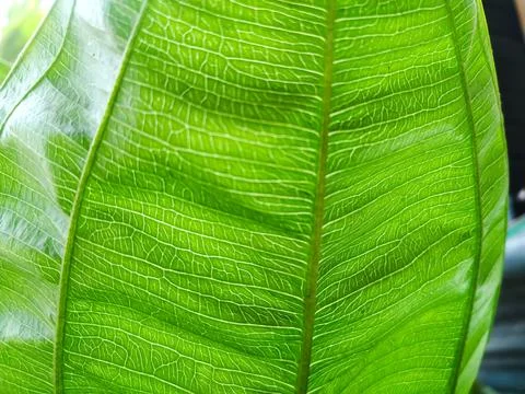 Transparent Leaf Stock Photos