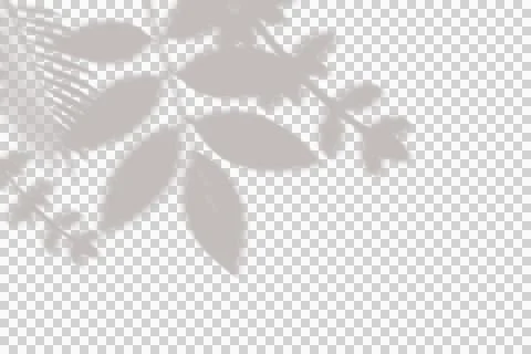 Transparent leaf shadow overlay for creative graphic design and photography. Stock Illustration