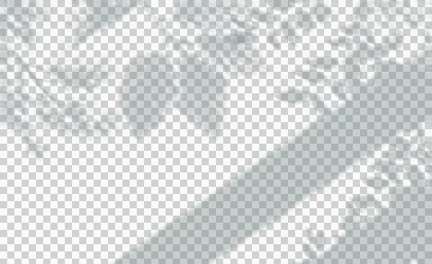 Transparent leaf shadow overlay for graphic design and photography compositing 스톡 사진