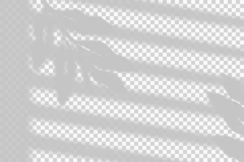 Transparent leaf shadow overlay with window blind stripes. Stock Illustration
