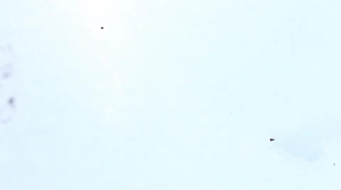 Transparent Leaf in the Snow Stock Footage 48263443