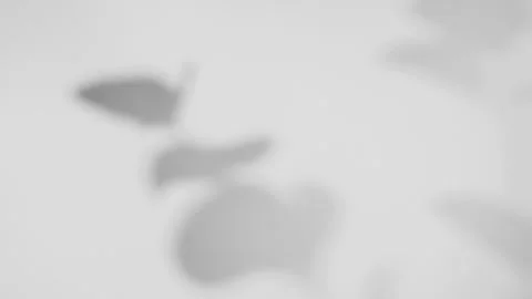 Transparent leaves overlay shadow effect background Stock Footage 245157121