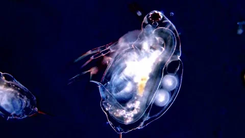 Transparent Micro Animal Under Dark Field microscope, 200x 動画素材 317836849