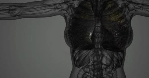 A transparent model revealing the human lungs and thoracic cavity Stock Illustration