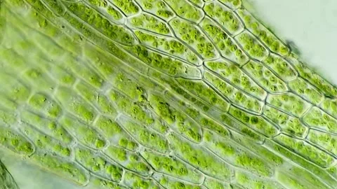 Transparent Moss Leaf Cells Under Magnification, microscope 400x 動画素材 320457448