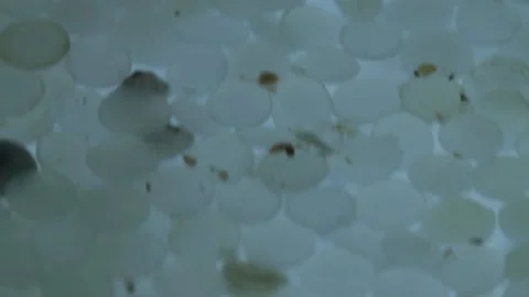 Transparent nurdles (plastic pellets) float on water Stock Footage 157779183