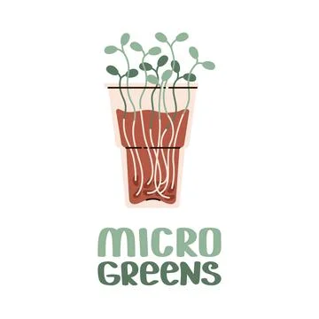 Transparent plastic cup filled with sprouting microgreens. Delicate green sho Stock Illustration