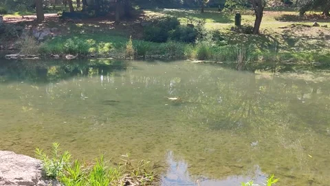 A transparent pond and fish Stock Footage 234704746