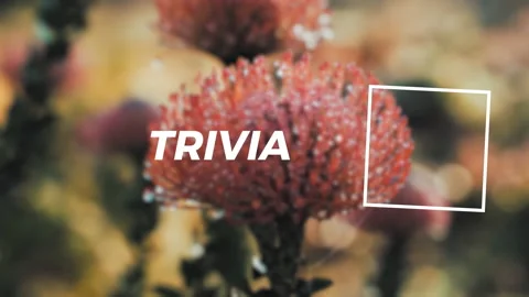 Transparent Quiz Template  After Effects	Stock