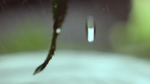 Transparent raindrops flow down leaf falling into water Stock Footage 236708413