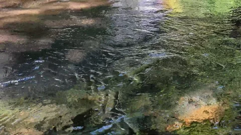 Transparent river flow, stream in the forest, abstract Stock Footage 329213884