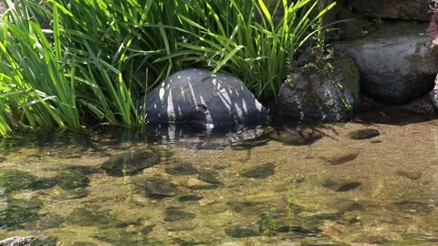 A transparent river. Stock Footage 131402708