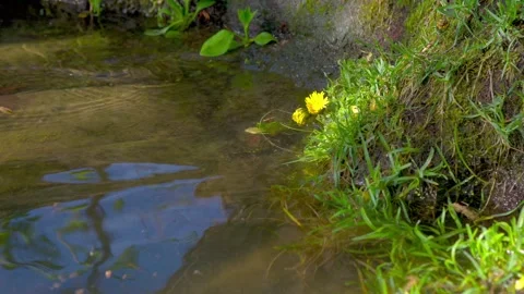 Transparent river, sandy bottom visible Stock Footage 274850969