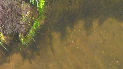 Transparent river, sandy bottom visible Stock Footage 274850978