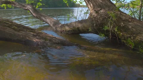 Transparent river, trees by the water, waves, tree branches touching the water Stock Footage 274850910