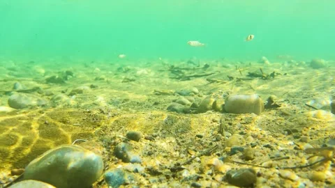 Transparent river water stones with small fish and dancing sunlight, underwater 库存影片 345180591