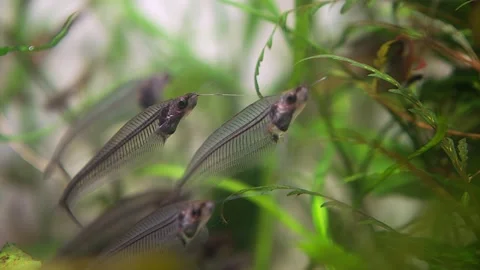 Transparent school of fish close up Video stock 165414684