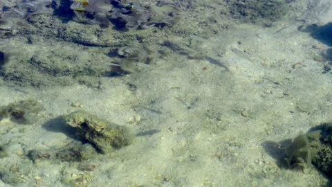 Transparent Schooling Fish Holding Position in Shallow Tropical Tide Pool Curren Видео 337092471
