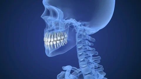 Transparent scull and teeth , xray view . 3D animation Stock Footage 70329948