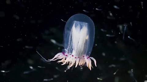 Transparent sea ghost flower hat jellyfish Stockbeeldmateriaal 334360111
