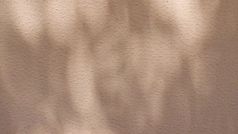 Transparent soft light and shadows from branches, plant, foliage and leaves Stock Footage 157886550