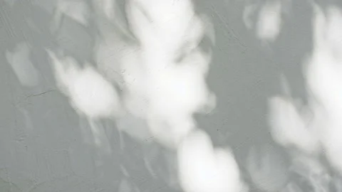 Transparent soft light and shadows from branches, plant, foliage and leaves Video stock 158552057