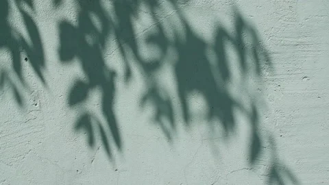 Transparent soft light and shadows from branches, plant, foliage and leaves. Sun Stock Footage 158774947