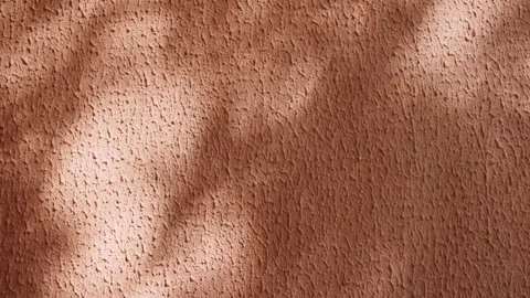 Transparent soft light and shadows from branches, plant, foliage and leaves Stock Footage 196822477