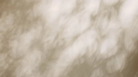 Transparent soft light and shadows from branches, plant, foliage and leaves Video stock 197461884