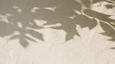 Transparent soft light and shadows from branches, plant, foliage and leaves Stock Footage 201592903