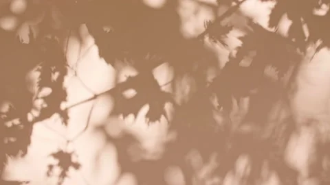 Transparent soft light and shadows from branches, plant, foliage and leaves. Sun Stock Footage 220934976