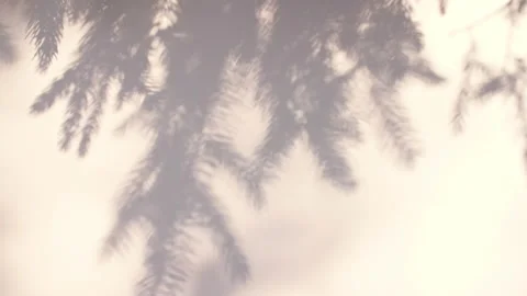 Transparent soft light and shadows from branches, plant, foliage and leaves. Sun Stock Footage 222979520