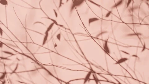 Transparent soft light and shadows from branches, plant, foliage and leaves. Sun 스톡 동영상 267973211
